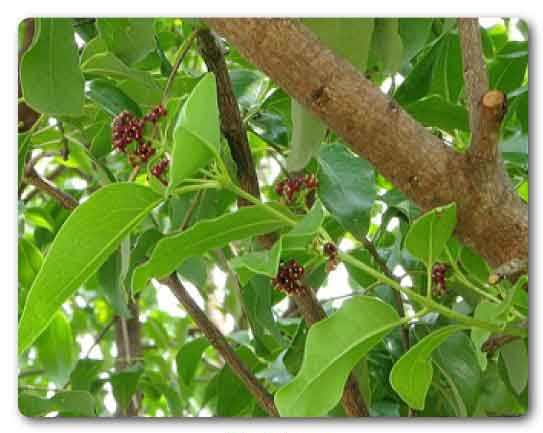  Chhattisgarh State tree, Sandalwood, Santalum album